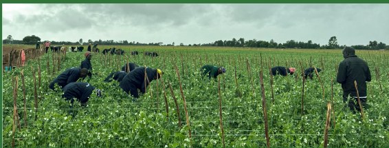 Farm workers tending crops in a green field