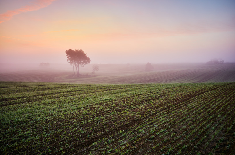 Young crops in a misty field at dawn with a lone tree on the horizon