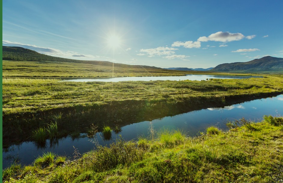 Sunlit wetland and grassland landscape