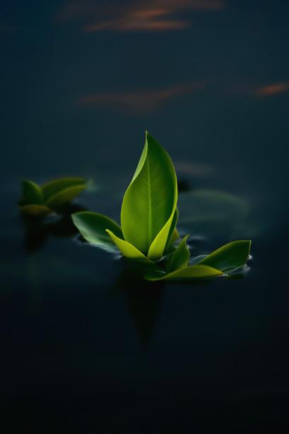 Green leaves emerging from still dark water