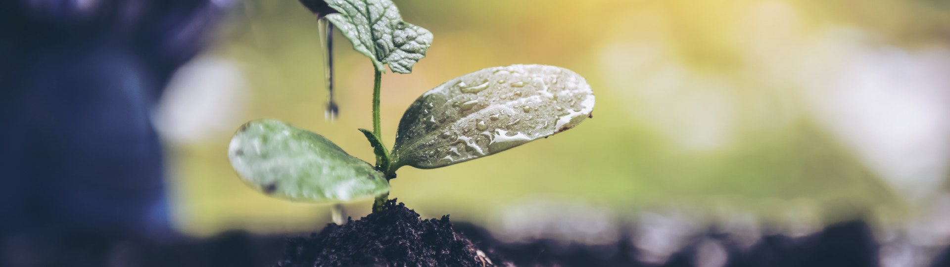 A young seedling with water droplets on its leaves