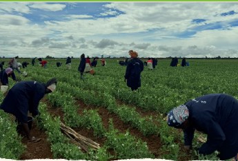 Farm workers planting across an open field