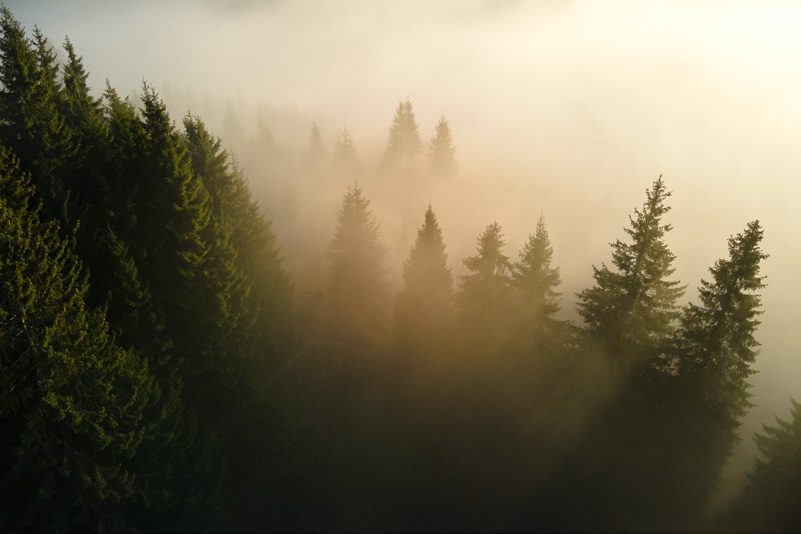 Mist drifting through a dense conifer forest at sunrise