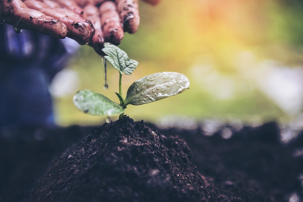 A young seedling growing in dark soil